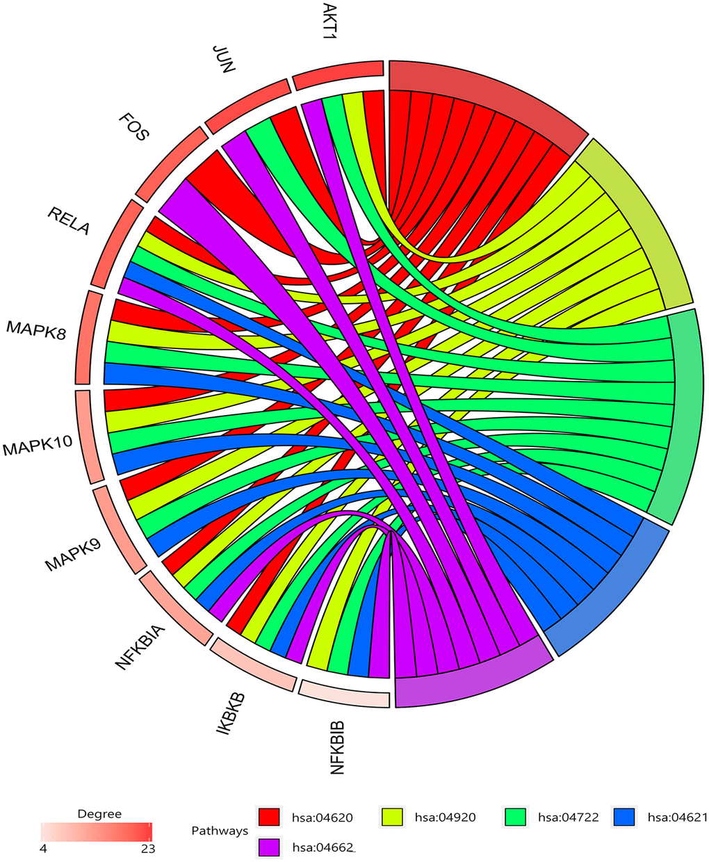 Gene enrichment analysis. RELA, NFKBIA, and IKBKB were involved in all five pathways. The top three genes by degree were AKT1, JUN, and SRC.