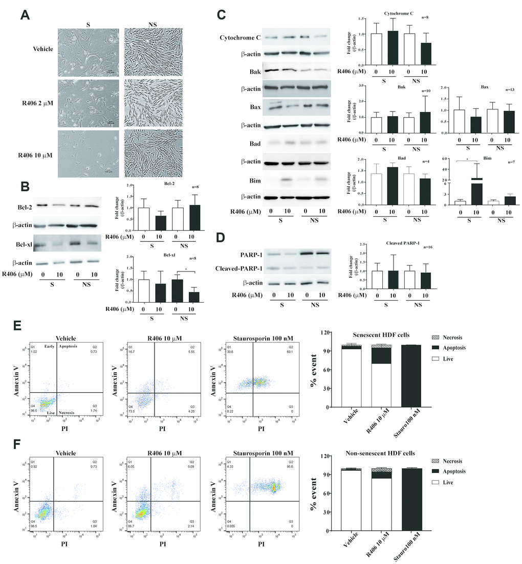 R406 induces apoptotic cell death in senescent HDFs. (A) Cell morphological change. Senescent (S) HDFs were plated in 6-well plates at a density of 6×104 cell per well and non-senescent (NS) HDFs were plated in 6-well plates at a density of 8×104 cell per well. And then, the HDFs were treated with DMSO or R406 (2, 10 μM) for one day. Images were randomly captured by inverted microscopy (scale bar: 100 μm). (B–D) Senescent and non-senescent HDFs were treated with DMSO or R406 (10 μM) for one day and then western blot assays were conducted to determine changing expression levels of apoptosis regulating factors. (E, F) Senescent and non-senescent HDFs were respectively treated with DMSO, R406 (10 μM), and staurosporine (100 nM) for one day and apoptosis assays with Annexin V/PI staining were conducted.