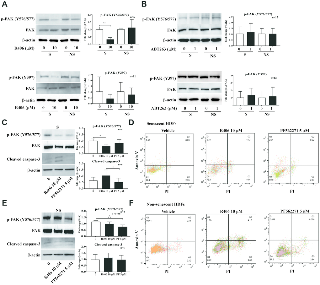 R406 inhibits phosphorylation of FAK in senescent HDFs more than non-senescent cells. (A, B) Senescent (S) and non-senescent (NS) HDFs were treated with R406 (10 μM, A), or ABT263 (1 μM, B) for 1 h and then western blot assays with anti-p-FAK and FAK antibodies. (C, D) Senescent HDFs were respectively treated with DMSO, R406 (10 μM), and PF562271 (5 μM) for one day and then western blot assay (anti-p-FAK and caspase-3, C) and apoptosis assay with Annexin V/PI staining (D) were conducted to determine senolytic effect. (E, F) Western blot (E) and apoptosis assay (F) with non-senescent HDFs as described in C and D. *p