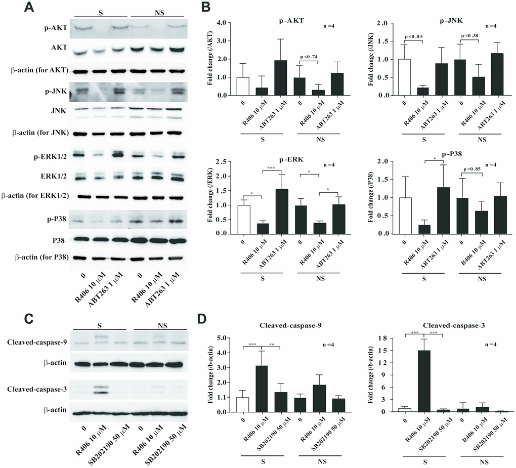 R406 inhibits phosphorylation of p38 MAPK in senescent HDFs more than non-senescent HDFs. (A, B) Senescent (S) and non-senescent (NS) HDFs were treated with DMSO, R406 (10 μM), and ABT263 (1 μM) for one day and western blot assays using anti-MAPKs antibodies were conducted. (C, D) Senescent HDFs were respectively treated with DMSO, R406 (10 μM), and SB202190 (p38 inhibitor, 50 μM) for one day. Then, western blot assays were conducted to determine triggering apoptosis by caspase cleavage. *p