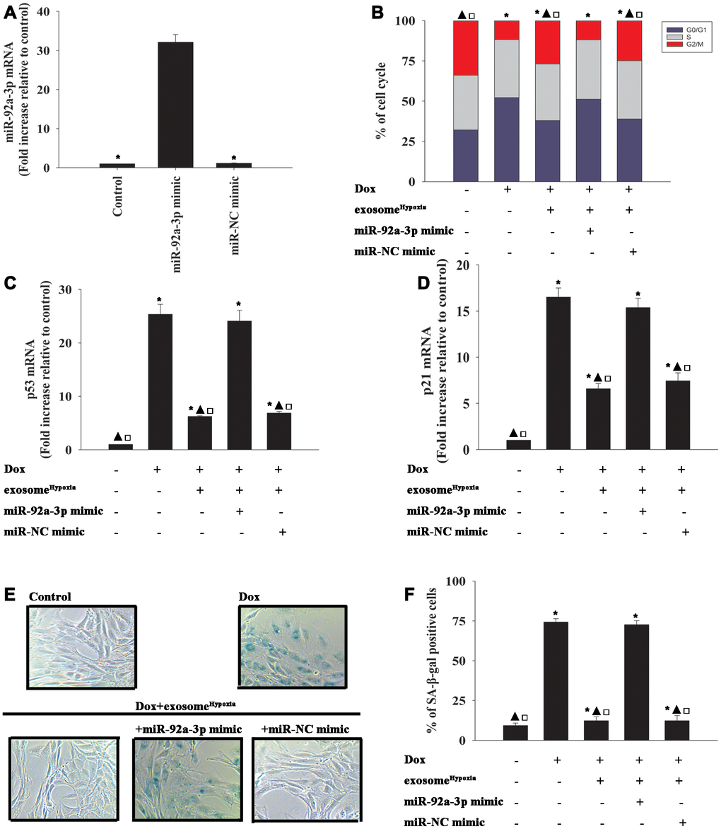 miR-92a-3p impeded exosomeHypoxia anti-senescent effect against Dox. (A) miR-92a-3p mRNA levels were analyzed by qRT-PCR. *P B) Cell cycle distribution was analyzed. (C and D) p53 and p21 mRNA levels were analyzed by qRT-PCR. (E) Representative images of the SA-β-gal staining. (F) Percentage of β-gal-positive cells. Each column represents the mean ± SD of three independent experiments. *P ▲P □P Hypoxia + miR-92a-3p mimic.