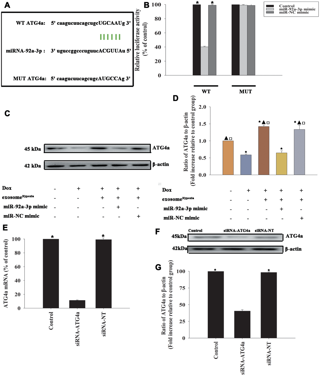 ATG4a was a direct target of miR-92a-3p. (A) The predicted binding sites between miR-92a-3p and the ATG4a 3'-UTR. (B) A dual-luciferase assay was performed in cardiomyocytes after co-transfection with ATG4a 3'-UTR wild type (WT) or mutant (MUT) plasmids, miR-92a-3p mimic, and miR-NC mimic. *P C and D) Western blot analysis of ATG4a and β-actin protein levels in cardiomyocytes. Untreated cardiomyocytes were used as control. *P ▲P □P Hypoxia + miR-92a-3p mimic. (E–G) Cardiomyocytes were transfected with siRNA-ATG4a or with siRNA-NT as control. The siRNA-mediated transfection efficiency was determined by qRT-PCR (E) and Western blot analysis (F and G). Each column represents the mean ± SD from three independent experiments. *P 