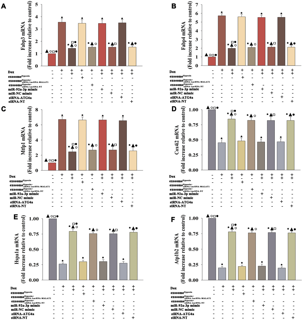 ExosomeHypoxia modified the metabolism of cardiomyocytes disturbed by Dox. (A) mRNA level of Fabp3, (B) mRNA level of Fabp4, (C) mRNA level of Mtfp1, (D) mRNA level of Cox4i2, (E) mRNA level of Hspa1a, and (F) mRNA level of Atp1b2. *P ▲P P Hypoxia+siRNA-LncRNA-MALAT1; □P Hypoxia + miR-92a-3p mimic; ●P Hypoxia +siRNA-ATG4a.