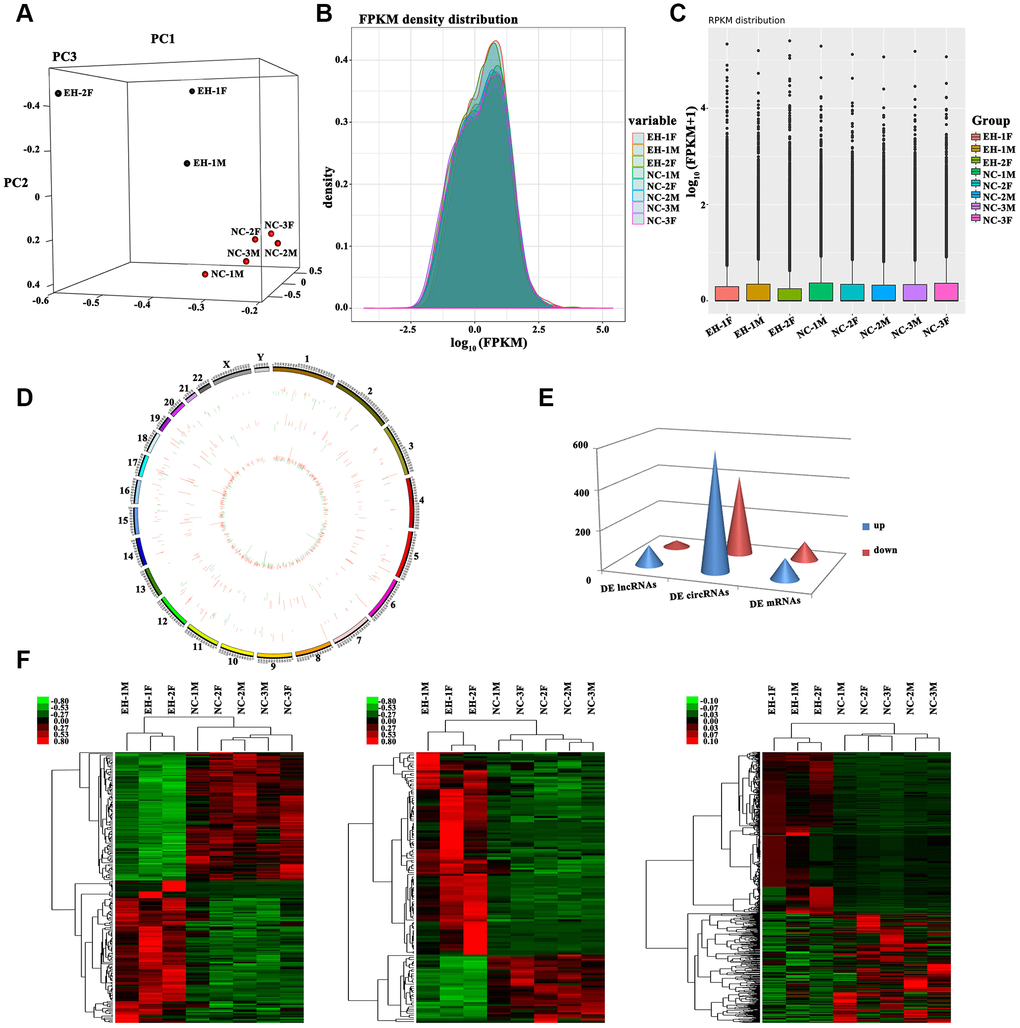 Profiling of differentially expressed RNAs between hypertensive subjects and normotensive controls. (A) 3D Principal Component Analysis (3D-PCA) showing the distribution of sequenced samples from hypertensive and normotensive subjects. (B) Boxplots of FPKM values (log10-scale) for different samples indicating the distribution of these values about the median. (C) FPKM density distribution for each sample. Different colors represent unique samples. (D) LncRNAs and circRNAs were broadly distributed across the 24 pairs of human chromosomes. Upregulation is indicated in red and downregulation is shown in green. Height indicates degree of difference in expression. (E) Quantification of DE lncRNAs, circRNAs, and mRNAs. (F) Heat maps based on the expression values of DE (log2 FC>1 or 