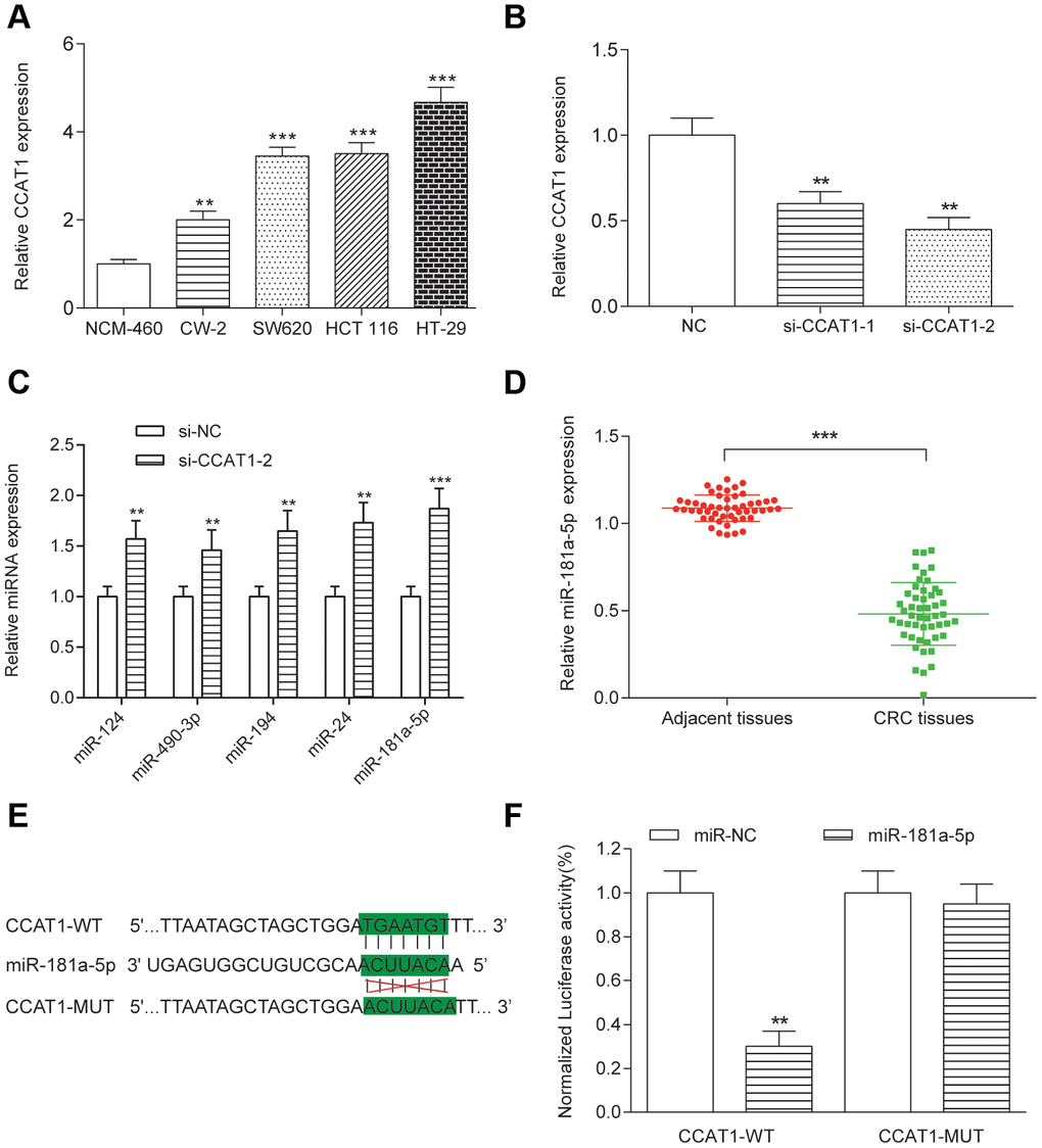 Targeting relationship between CCAT1 and miR-181a in HT-29 cells. (A) The CCAT1 expression levels in four CRC cell lines (CW-2, SW-620, HCT 116 and HT-29) and the human normal colorectal cell NCM-460 were detected by qRT-PCR. The expression of CCAT1 was normalized to that in NCM-460. (B) HT-29 was transfected with two different siRNAs against CCAT1. (C) miR-124, miR-490-3p, miR-194, miR-24 and miR-181a-5p expression in HT-29 cells. (D) MiR-181a-5p was downregulated in 50 paired CRC tissues and adjacent tissues. (E) Putative miR-181a-5p binding sequence of CCAT1 is shown. (F) The relative luciferase activity was detected in HT-29 cells co-transfected with CCAT1-WT or CCAT1-MUT and miR-181a-5p or miR-NC. All assays were performed three times. **P***P 