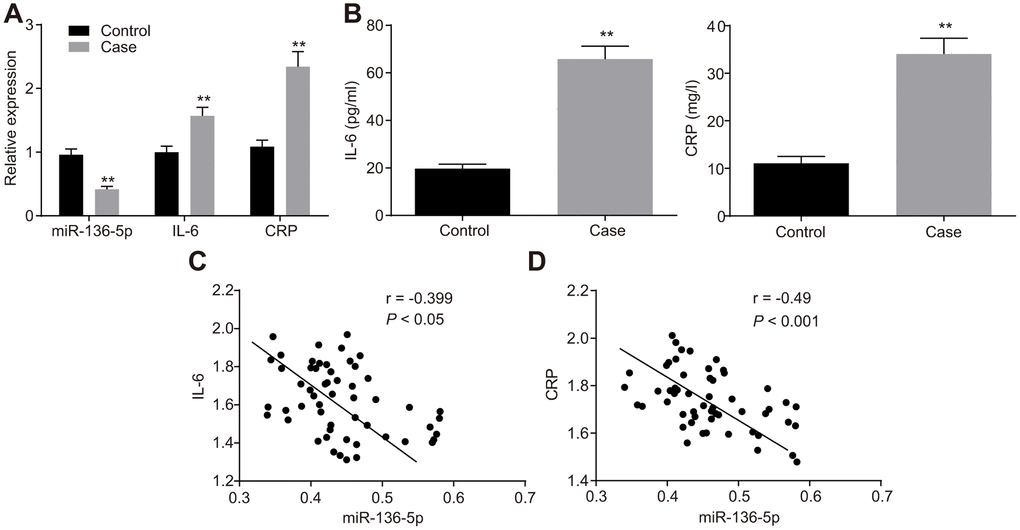 miR-136-5p is downregulated, but IL-6 and CRP are upregulated in DVT patients. (A) The expression levels of miR-136-5p, IL-6, and CRP in patients with (n = 55) and without DVT (n = 74) detected by RT-qPCR. (B) The protein expression levels of miR-136-5p, IL-6, and CRP in patients with (n = 55) and without DVT (n = 74) detected by ELISA. (C) The association between miR-136-5p expression and IL-6 mRNA expression analyzed by Pearson’s correlation analysis. (D) The association between miR-136-5p expression and CRP mRNA expression analyzed by Pearson’s correlation analysis. ** p t-test. miR-136-5p, microRNA-136-5p; IL-6, interleukin-6; CRP, C-reactive protein; DVT, deep vein thrombosis; RT-qPCR, reverse transcription quantitative polymerase chain reaction; ELISA, enzyme linked immunosorbent assay.