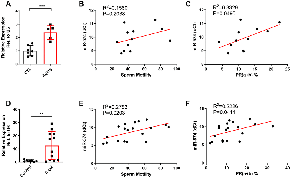 miR-574 was upregulated in the sperm of aging males and was related to poor sperm motility. (A) The expression of miR-574 in the sperm of the natural aging model. t test was used to compare the differences between the two groups. ***pB, C) Scatter plot of sperm motility, progressive motility and the miR-574 expression in the sperm of the natural aging model. (D) The expression of miR-574 in the sperm of the D-gal-induced aging model. **pE, F) Scatter plot of sperm motility, progressive motility and the miR-574 expression in the sperm of the D-gal-induced aging model.