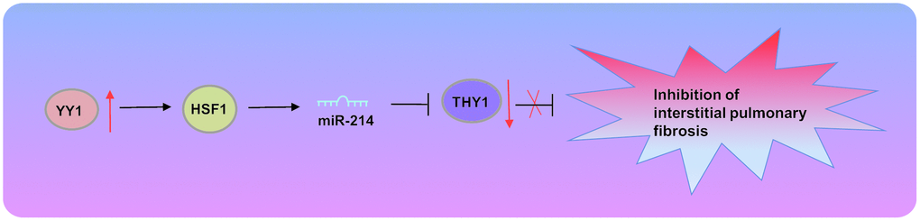 Transcription factor YY1 inhibits the expression of THY1 to promote interstitial pulmonary fibrosis by activating the HSF1/miR-214 axis.