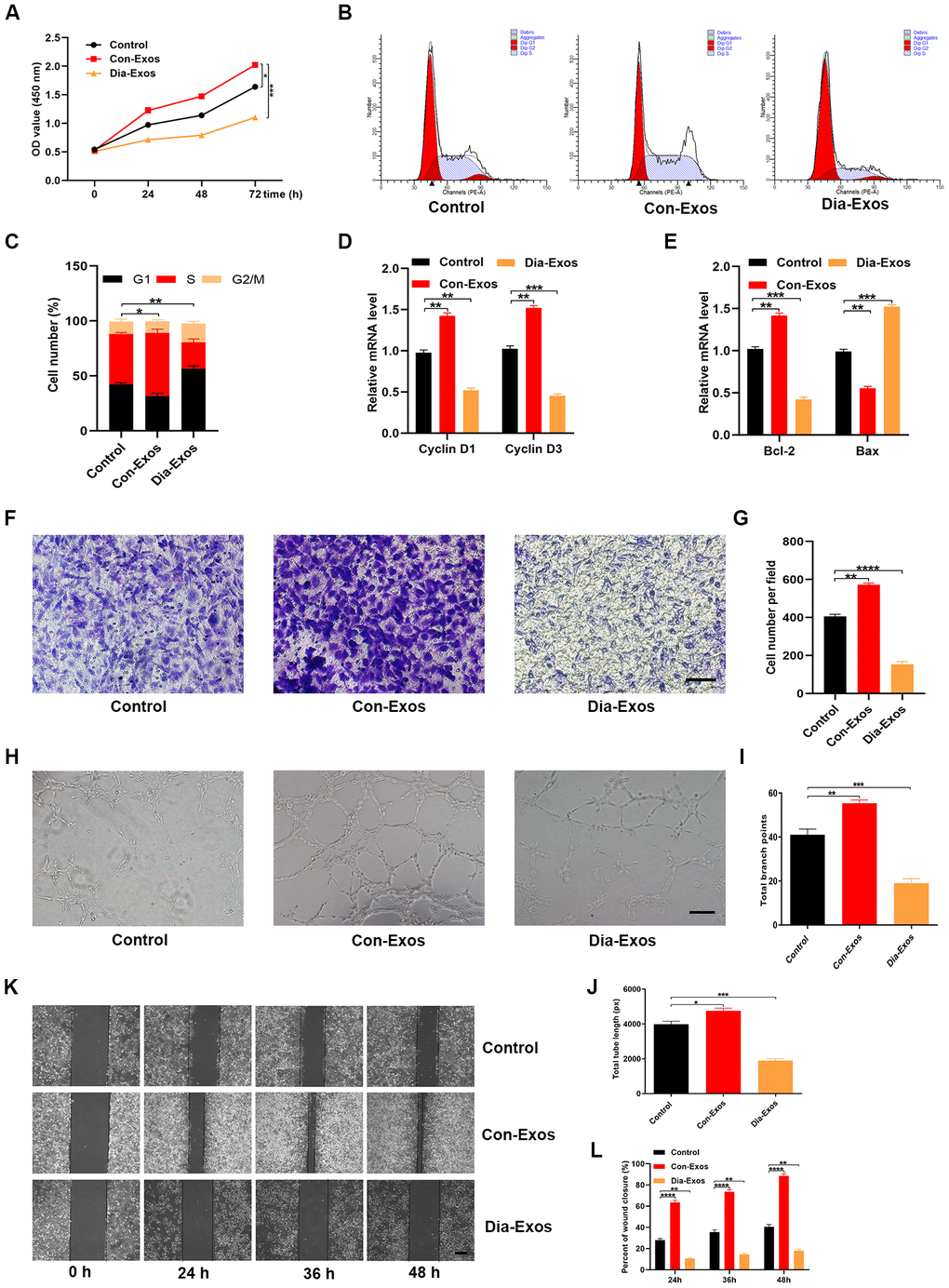 Dia-Exos impaired HUVEC angiogenesis and survival in vitro. (A) The effects of Dia-Exos on HUVEC proliferation were measured with a CCK-8 assay. (B, C) Flow cytometry was used to quantify the cell cycle distribution. (D) The effects of Dia-Exos on the proliferation-related genes Cyclin D1 and Cyclin D3 were assessed using qRT-PCR. (E) The effects of Dia-Exos on the apoptosis-related genes Bcl-2 and Bax were assessed using qRT-PCR. (F, G) A Transwell migration assay was used to assess the effects of Dia-Exos on HUVEC migration; scale bar: 100 μm. (H–J) A tube formation assay was used to assess the effects of Dia-Exos on HUVEC angiogenesis; scale bar: 200 μm. (K, L) The scratch assay results of the three groups; scale bar: 250 μm. Data are the means ± SDs of three independent experiments. *p 