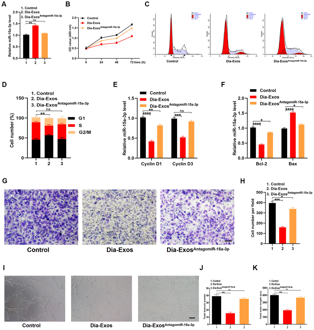 Inhibition of miR-15a-3p partially reversed the impaired functionality of HUVECs treated with Dia-Exos. (A) MiR-15a-3p levels in the three groups were measured using qRT-PCR. (B) CCK-8 assay results of the three groups. (C, D) Flow cytometry was used to quantify the cell cycle distribution in treated cells. (E) The qRT-PCR results of the proliferation-related genes Cyclin D1 and Cyclin D3. (F) The apoptosis-related genes Bcl-2 and Bax were assessed using qRT-PCR. (G, H) A Transwell migration assay was used to assess the effects of miR-15a-3p inhibition on HUVEC migration; scale bar: 100 μm. (I–K) A tube formation assay was used to assess the effects of miR-15a-3p inhibition on HUVEC angiogenesis; scale bar: 200 μm. Data are the means ± SDs of three independent experiments. *p 