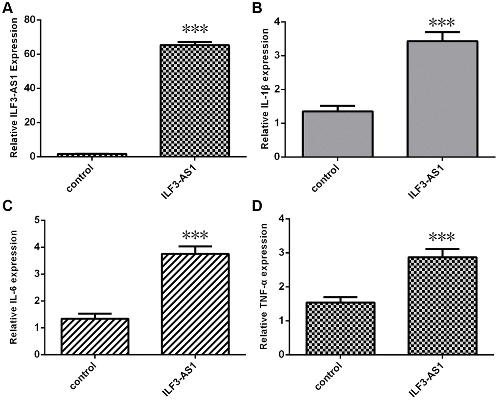 qRT-PCR analysis showing ILF3-AS1 induces inflammatory cytokine expression. (A) ILF3-AS1 expression in astrocytes transfected with pcDNA-ILF3-AS1 plasmid. Ectopic expression of ILF3-AS1 led to enhanced expression IL-1β (B), IL-6 (C), and TNF-α (D).***p