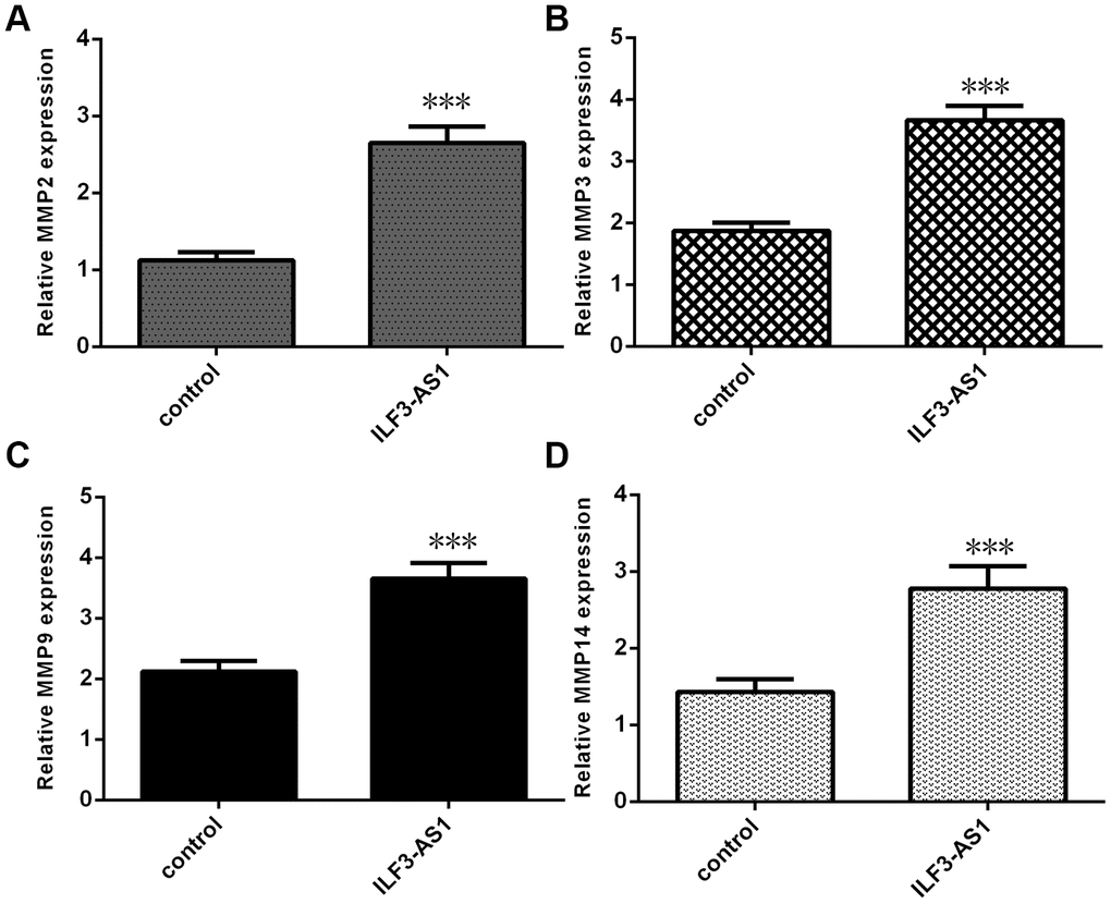 qRT-PCR analysis showing ILF3-AS1 promotes MMP2, MMP3, MMP9, and MMP14 expression. Ectopic expression of ILF3-AS1 in astrocytes induced expression of MMP2 (A), MMP3 (B), MMP9 (C), and MMP14 (D).***p