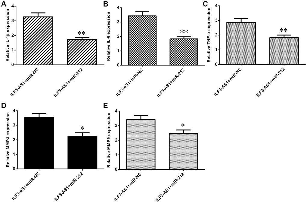 ILF3-AS1 induces expression of inflammatory cytokines, MMP3, and MMP9 by targeting miR-212. qRT-PCR analysis showing that forced miR-212 expression decreases expression of IL-1β (A), IL-6 (B), TNF-α (C), MMP3 (D), and MMP9 (E) in astrocytes ectopically expressing ILF3-AS1.*p