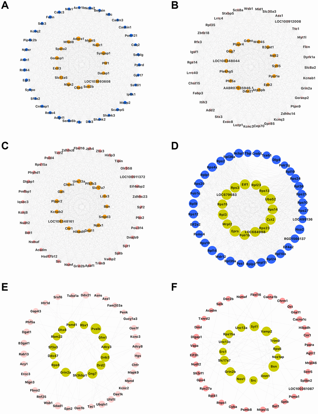 Top 50 genes with high network connectivity. (A–C) Top 50 genes determined through co-expression networks in the blue, pink, and salmon modules, respectively; (D–F) Top 50 genes determined through PPI networks in the blue, pink, and salmon modules, respectively.