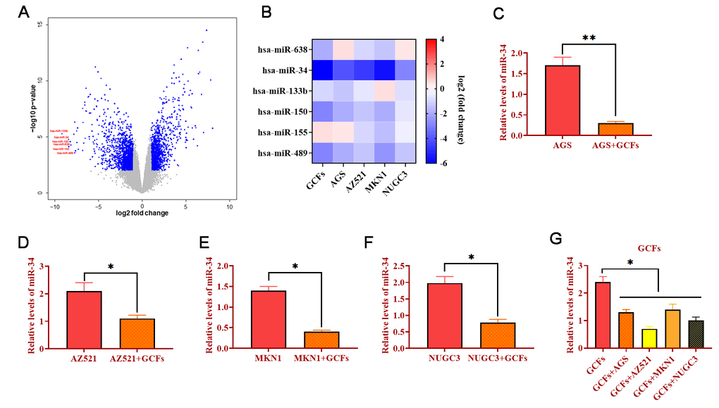 MiRNA-34 is downregulated in GC fibroblasts (GCFs) and GC cell lines. (A) Volcano plot of miRNA profile in GC fibroblasts, as determined by microarray analysis. (B) Heat map of expressions of miRNAs that were decreased in GCFs and GC cell lines, as determined by qRT-PCR. (C–F) The expression of miRNA-34 in GC cell line AGS, AZ521, MKN1, and NUGC3 cocultured with GCFs. (G) The expression of miRNA-34 in GCFs and four GC cell lines AGS, AZ521, MKN1, and NUGC3. Values are means ± SD; *, P P 