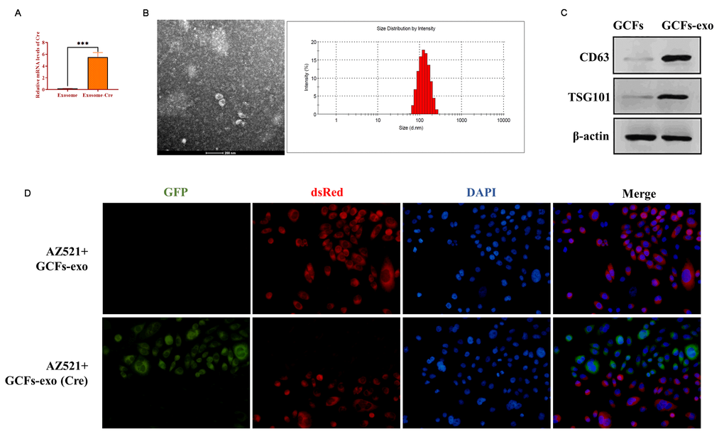 Exosomes mediate intercellular communication between GCFs and GC cells AZ521. (A) The mRNA level of Cre in exosomes derived from GCFs transfected with Cre vectors or negative control. (B) The morphology of exosomes derived from GCFs and the diameter distribution, as determined by transmission electron microscopy and nanoparticle tracking analysis. (C) The protein expressions of exosomal markers, CD63 and TSG101, in exosomes derived from GCFs. (D) GCFs-derived exosomes were internalized by GC AZ521 cells. Exosomes were isolated from GCFs labeled with Cre and then cocultured with AZ521—loxp-dsRed-loxp-Stop-eGFP for seven days. The color switching from red to green indicated that exosome-carrying Cre was transferred to the cytoplasm of AZ521 cells. Scale bars: 50 μm. Values are means ± SD; ***, P 