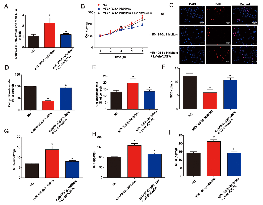 Loss of VEGFA repressed renal injury in vitro and in vivo. (A) VEGFA mRNA expression. NRK-52E cells were transfected with miR-195-5p inhibitors and infected with LV-shVEGFA under hypoxic conditions. (B) The CCK-8 assay was used to evaluate cell survival. (C and D) EdU assay was performed to detect cell proliferation. (E) Flow cytometry was used to detect cell apoptosis. miR-195-5p inhibitors and LV-shVEGFA were injected into the rat via the tail vein prior to I/R surgery. SOD (F) and MDA (G) were evaluated in kidney tissues. IL-6 (H) and TNF-α (I) protein levels in kidney tissues from rats. Eight rats were used in each group. Three independent experiments were performed. Error bars represent the mean ± SD of at least three independent experiments. *P 