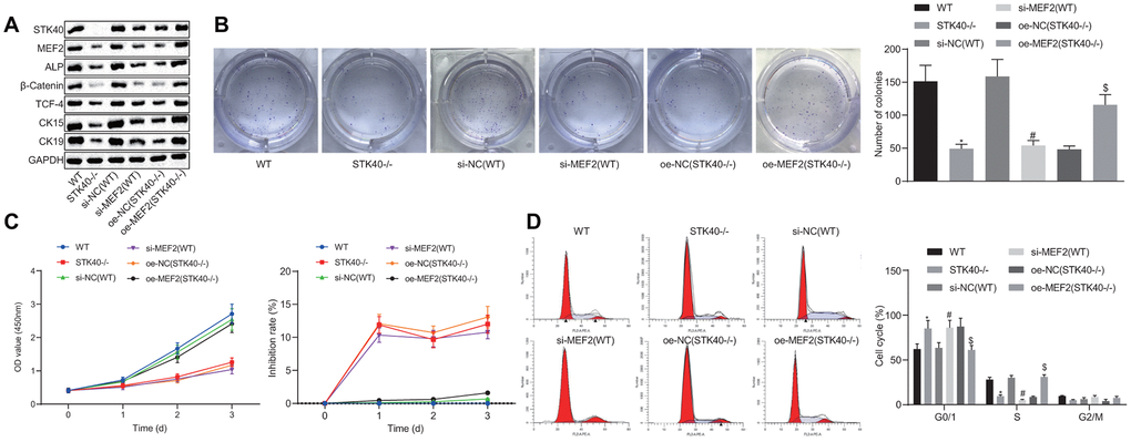 STK40 expedites the proliferation and differentiation of HFSCs via MEF2-ALP axis. (A) Expression of STK40, MEF2, ALP, differentiation-related proteins (β-catenin, TCF-4), and TA cell differentiation markers (CK15, CK19) normalized to GAPDH determined by Western blot analysis. (B) Colony forming capacity of HFSCs determined by colony formation assay. (C) HFSC proliferation and viability evaluated by MTS assay. (D) HFSC cell cycle changes assessed by flow cytometry. * p vs. WT mice; # p vs. si-NC (WT) group; $ p vs. oe-NC (STK40-/-) group; Measurement data were expressed as mean ± standard deviation. One-way ANOVA was utilized to compare data among multiple groups, followed by Tukey’s post hoc test. Cell experiments were conducted in triplicates.