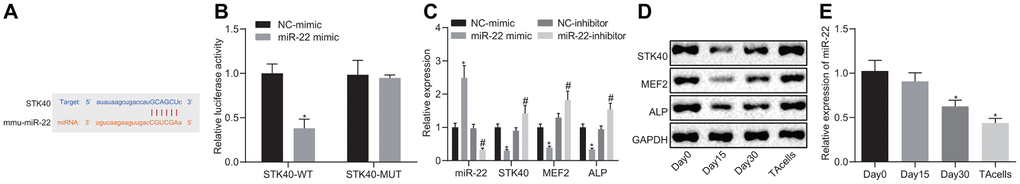 miR-22 inhibits MEF2-ALP activity by targeting STK40. (A) Bioinformatics prediction of the binding sites between miR-22 and STK40. (B) Dual-luciferase reporter gene assay showing the binding between miR-22 and STK40; * p vs. WT NC group. (C) mRNA expression of STK40, MEF2 and ALP and miR-22 expression in HFSCs in response to transfection with the miR-22 mimic, NC mimic, miR-22-inhibitor or NC-inhibitor determined by RT-qPCR. * p vs. NC-mimic; # p vs. NC-inhibitor. (D) STK40, MEF2 and ALP protein expression in HFSCs normalized to GAPDH in response to transfection with miR-22 mimic, NC mimic, miR-22-inhibitor or NC-inhibitor determined by Western blot assay. (E) The expression of miR-22 during HFSC differentiation determined by RT-qPCR; * p vs. day 0. Measurement data were expressed as mean ± standard deviation. Unpaired t test was adopted to analyze the differences between two experimental groups, while one-way ANOVA was utilized to compare data among multiple groups, followed by Tukey’s post hoc test. Cell experiments were conducted 3 times independently.