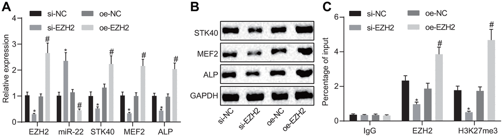 EZH2 inhibits miR-22 expression to elevate STK40, which stimulates MEF2-ALP activity. (A) The expression of miR-22, and mRNA expression of STK40, MEF2, ALP in HFSCs determined using RT-qPCR. (B) Protein expression of STK40, MEF2 and ALP in HFSCs normalized to GAPDH measured by Western blot analysis. (C) Enrichment of EZH2 or H3K27me3 in miR-22 promoter region evaluated using ChIP assay. * p vs. si-NC group; # p vs. oe-NC group; Measurement data were expressed as mean ± standard deviation. One-way ANOVA was utilized to compare data among multiple groups, followed by Tukey’s post hoc test. Cell experiments were conducted in triplicates.