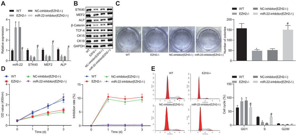 EZH2-mediated miR-22 suppression promotes proliferation and differentiation of HFSCs. (A) The expression of miR-22, and mRNA expression of STK40, MEF2 and ALP in HFSCs of EZH2-/- mice or WT mice determined by RT-qPCR. (B) Protein expression of STK40, MEF2, ALP, differentiation-related proteins (β-catenin, TCF-4), and TA cell differentiation markers (CK15, CK19) in HFSCs of EZH2-/- mice or WT mice normalized to GAPDH determined by Western blot analysis. (C) Colony forming capacity of HFSCs from EZH2-/- mice or WT mice determined by colony formation assay. (D) The proliferation and viability from EZH2-/- mice or WT mice evaluated by MTS assay. (E) HFSCs from EZH2-/- mice or WT mice at different cell phases observed by flow cytometry. * p vs. WT mice; # p vs. NC-inhibitor (EZH2-/-) group; Measurement data were expressed as mean ± standard deviation. One-way ANOVA was utilized to compare data among multiple groups, followed by Tukey’s post hoc test. Repeated measures ANOVA was adopted to analyze data among multiple groups at different time points, followed by Bonferroni posttest. Cell experiments were conducted in triplicates.