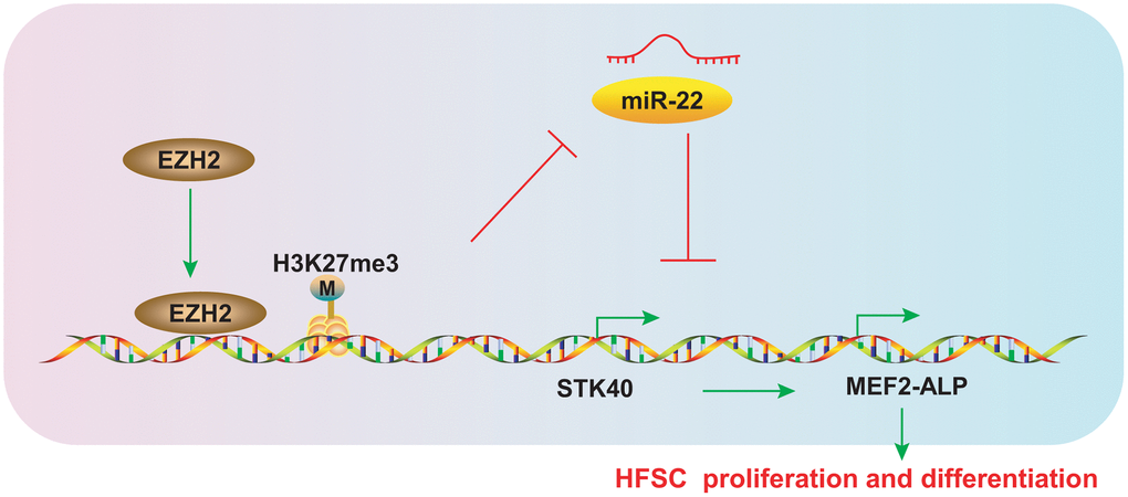 Schematic diagram representing the role of the EZH2/miR-22/STK40/MEF2-ALP axis in HFSC proliferation and differentiation. EZH2 inhibits miR-22 expression by accelerating H3K27me3 methylation, which in turn upregulates STK40, thereby accelerating proliferation and differentiation of HFSCs by activating MEF2-ALP activity.