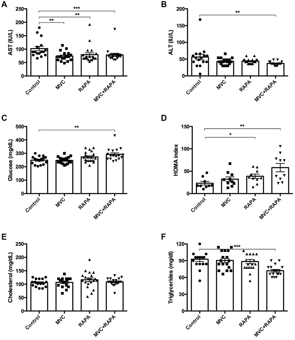 Biochemical and metabolic parameters: AST, ALT, glucose, HOMA index, cholesterol, triglycerides. (A) A significant decrease in AST levels was recorded in all the therapeutic groups. (B) There was a decrease in ALT levels in all the therapeutic groups but only statistically significant in the MVC+RAPA group. (C) Glucose levels were discreetly superior in all the therapeutic groups, but only significant in the MVC+RAPA group. (D) Compared to control group, HOMA index was significantly higher in RAPA and MVC+RAPA group. (E) No differences were observed in the groups after analyzing the cholesterol levels. (F). Compared to control group, significantly differences were only observed after comparing it to the MVC+RAPA group. Each bar represents the mean ± SEM. *p 