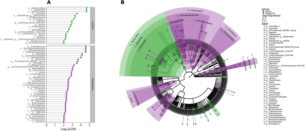 Discriminative taxa between postmenopausal osteopenia and control. (A) The point plot of LDA (Linear discriminant analysis) shows the features detected as statistically and biologically differential taxa between the different communities. (B) The taxonomic representation of statistically and biologically differences between postmenopausal osteopenia and control. The color of discriminative taxa represents the taxa is more abundant in the corresponding group (Control in green, postmenopausal osteopenia in purple). The size of point shows the negative logarithms (base 10) of p-value. The bigger size of point shows more significant (lower p-value).