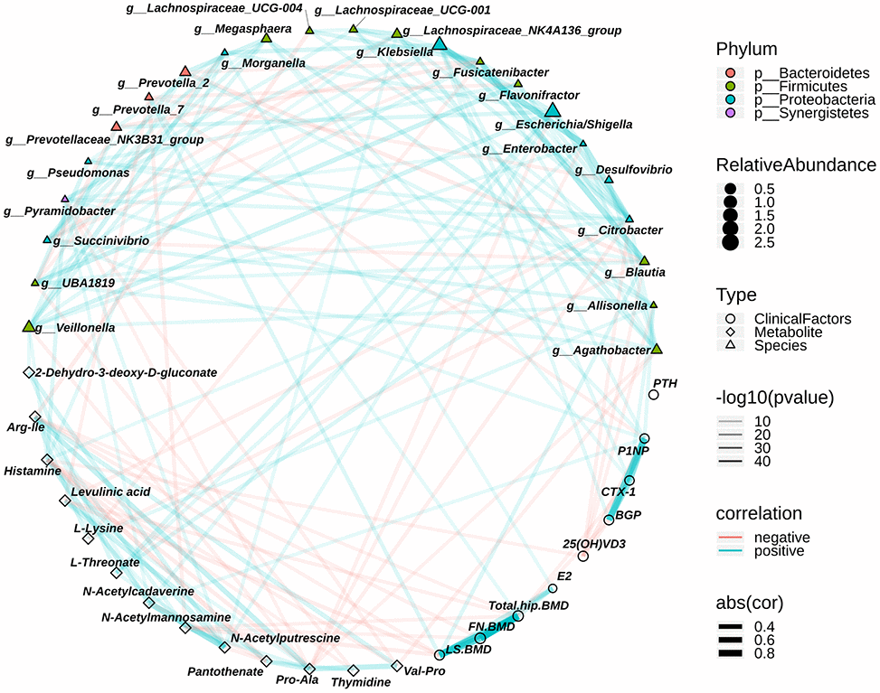 The relationship among the discriminative genera, discriminative fecal metabolites and the clinical index associated with osteoporosis. The colors of points show the different phyla of the genera. The size of points of genera shows the mean relative abundance. The circle points represent the clinical indexs, triangle points represent the discriminative genera, and diamond points represent the discriminative fecal metabolites. The transparency of lines represents the negative logarithms (base 10) of p-value of correlation (Spearman), the red lines represent the negative correlation and blue lines represent positive correlation, and the width of lines represents the size of correlation (Spearman).