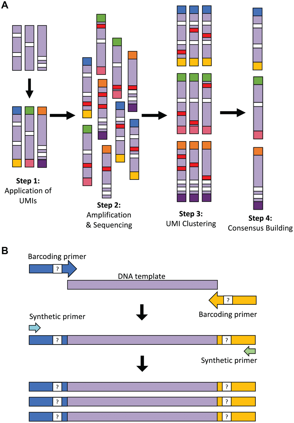 Overview of the LUCS technology. (A) Each individual DNA molecule in a complex mixture, bearing its own unique pattern of mutations (white), has a UMI applied to it via PCR (each UMI represented by a different end-color), which is specific for that molecule (Step 1). The pool of DNA molecules is then amplified and sequenced (Step 2), during which time artefacts (i.e., PCR errors and sequencing errors) are introduced in a random fashion across molecules (red). All reads are then clustered based on their UMI (Step 3), and a consensus read is built for each molecule (Step 4). This final step removes random errors introduced during the process (red) but retains true mutations (white) found in the original molecule and in all amplicons of that molecule. (B) Two-step PCR process for UMI application and dilution. In the first 4 cycles of PCR, the targeted DNA template is amplified by 125-bp oligonucleotide barcoding primers, each containing a random UMI sequence. The initial reaction is then diluted 25-fold within a larger PCR reaction containing only synthetic primers that amplify the UMI-containing molecules after 45 additional cycles of PCR. The resultant elimination of barcoding primer 're-priming' allows for high-resolution pair-end clustering and, in particular, the detection and removal of chimeras (artificial recombinant molecules) caused by PCR jumping.