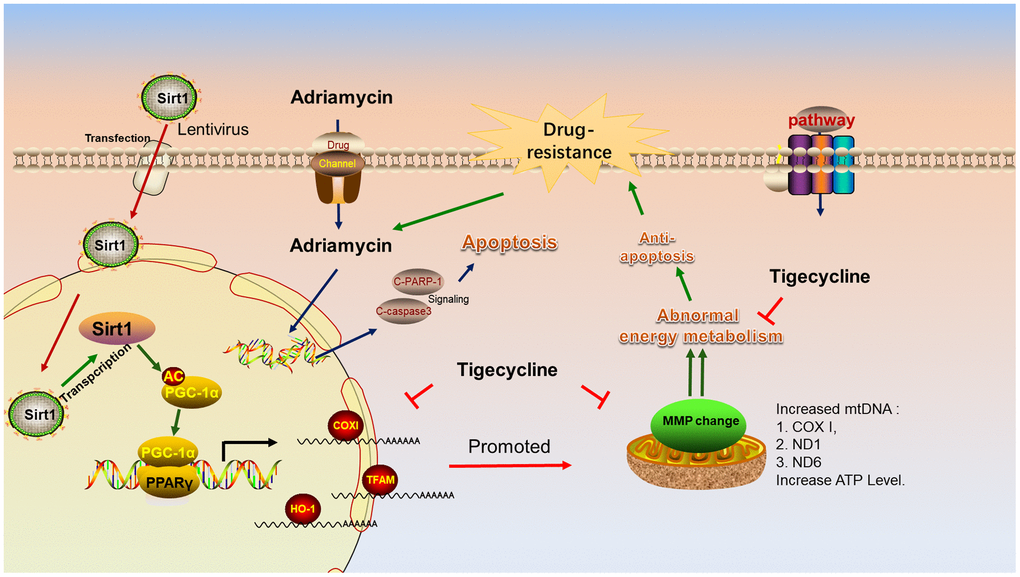 Schematic representation of the mechanism of Sirt1 associated Adriamycin-resistance in DLBCL cells. Mechanistic diagram of the Sirt1--PGC1-α mitochondrial pathway that mediates the chemical resistance of DLBCL cells and blocks the mitochondrial energy metabolism pathway in overcoming Sirt1-mediated drug-resistance.