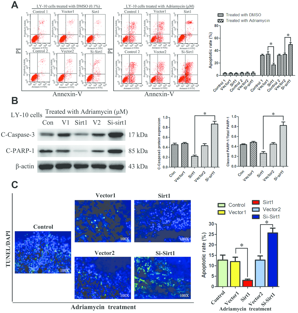 Silencing Sirt1 sensitizes LY-10 cells to apoptosis induced by Adriamycin in vitro. (A) LY-10 cells were treated with Adriamycin (0.5 μM) and DMSO (0.1%) for 24 hours, and the apoptotic rate was analyzed using flow cytometry. The graphs show the number of apoptotic cells in each group of cells. The apoptotic cells refer to the sum of the upper and lower right quadrant cells. Data were analyzed using Prism v5.0 (GraphPad Software, San Diego, CA, USA). (B) LY-10 cells treated with Adriamycin (0.5 μM) for 24 hours. The protein expression of cleaved-caspase3 and cleaved-PARP were detected using western blotting. The western blotting bands were quantified using Quantity One software. Each sample was normalized to the expression of β-actin. All experiments were performed in triplicate. * pC) LY-10 cells treated with Adriamycin (0.5 μM) for 24 hours. TUNEL staining demonstrating the expression of TUNEL-positive cells in the LY-10 cells is shown (200 ×).