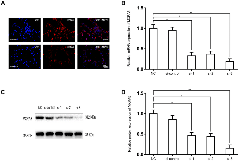 Prostate cell lines exhibiting downregulated MXRA5 protein. (A) Representative immunofluorescence staining of MXRA5 (red) in the WPMY-1 cells after si-MXRA5-3 treatment, compared with si-control treatment. Nuclei were stained by DAPI (blue). Three repeats of experiments for were conducted and representative graphs were selected into figure. The scale bar is 100 μm. (B) qRT-PCR validated the efficiency of distinct si-RNAs to knockdown MXRA5 at the transcriptional level in the prostate cells WPMY-1. All values shown are mean ± SD of triplicate measurements and repeated three times with similar results, * means PPC) Western blot analysis showed a decreased protein expression of MXRA5 by the si-MXRA5 treatments, comparing to si-control treatment. (D) Relative densitometric quantification of MXRA5 in WPMY-1 cells. GAPDH expression was analyzed as a loading control, results are expressed as ratio of the proteins in respect to GAPDH. * means PP