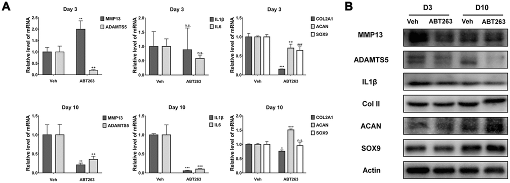 Effect of ABT263 on OA chondrocytes in monolayer culture. (A) qPCR analysis of mRNA expression for MMP13, ADAMTS5, IL1β, IL6, COLII, ACAN and SOX9 at Day 3 and Day 10 separately. (B) Immunoblotting analysis of protein level for MMP13, ADAMTS5, IL1β, COLII, ACAN and SOX9 at Day 3 and Day 10 separately. Data are shown as mean ± standard deviation. N = 3 per group.