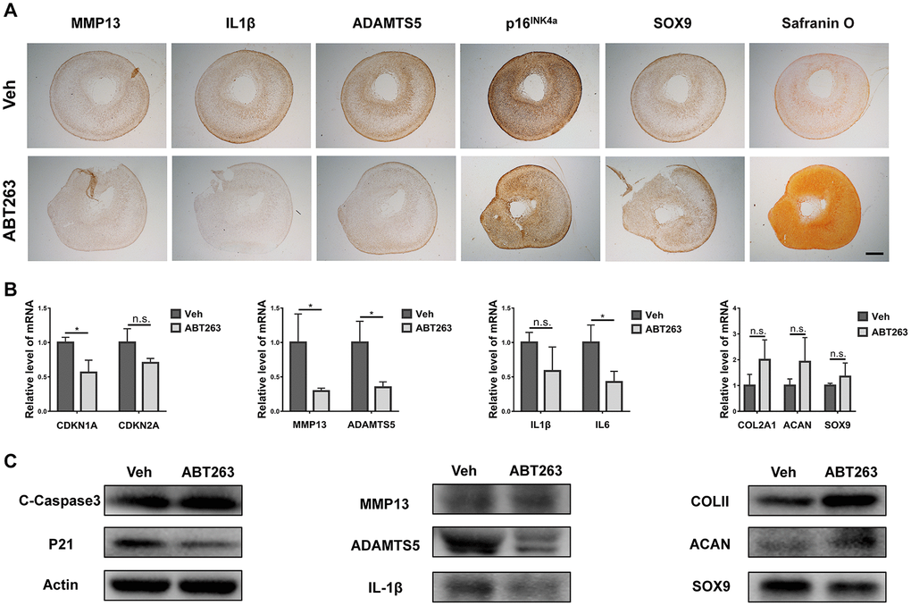 Improvement of inflammation and promotion of proteoglycan anabolism. (A) immunohistochemical analysis of senescence and inflammation-related markers and safranine O staining after 21-day pellet culture. Scale bar: 200 μm. (B) mRNA expression analysis by qPCR for CDKN1A, CDKN2A, MMP13, ADAMTS5, IL1β, IL6, COLII, ACAN and SOX9. (C) protein level analysis using Immunoblotting for C-Caspase3, p21, MMP13, ADAMTS5, IL1β, COLII, ACAN and SOX9. Data are shown as mean ± standard deviation. N = 3 per group.