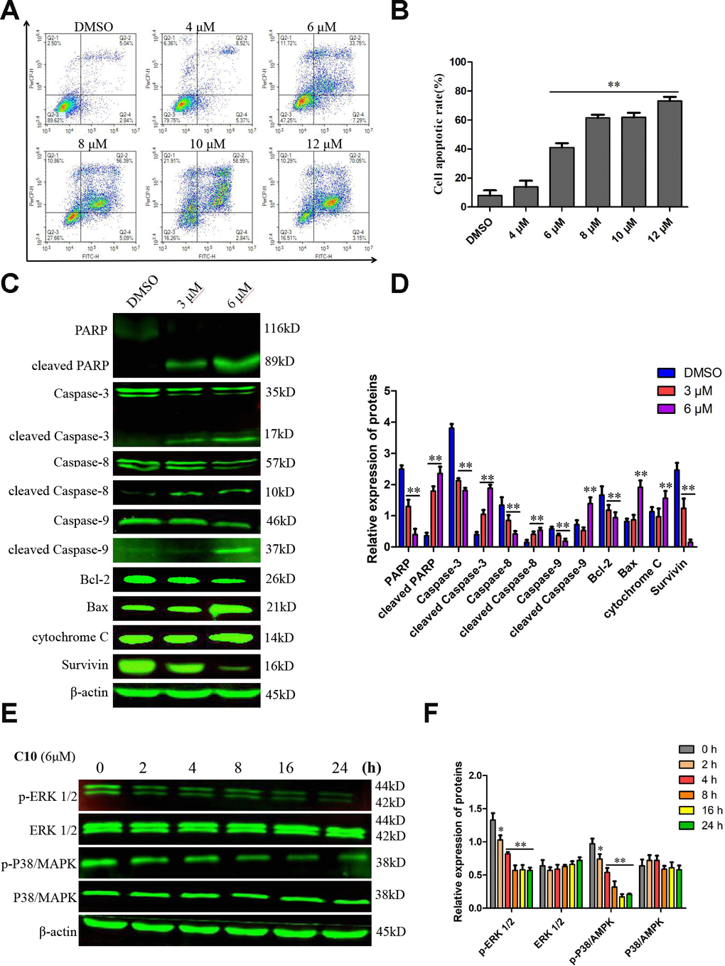 C10 induced apoptosis in PC3 cells. (A, B) PC3 cells were treated with C10 (0, 4, 6, 8, 10 or 12 μM) for 24 h, stained with annexin-V-FITC and PI, and then analyzed by flow cytometry. C10 dose-dependently increased the percentage of annexin-V-FITC-positive apoptotic cells. (C, D) Western blot showing the expression of PARP, cleaved PARP, Caspase-3, cleaved Caspase-3, Caspase-8, cleaved Caspase-8, Caspase-9, cleaved Caspase-9, Bcl-2, Bax, cytochrome C and Survivin in PC3 cells treated with C10 for 24 h. (E, F) The phosphorylation levels of core factors in the MAPK signaling pathway (P38/MAPK and ERK1/2) were detected at different time points. β-actin was used as a loading control. Relative expression was determined based on the band intensity compared with that of the loading control. All data shown are representative of three independent experiments. Data are shown as the mean ± SD. *P P 