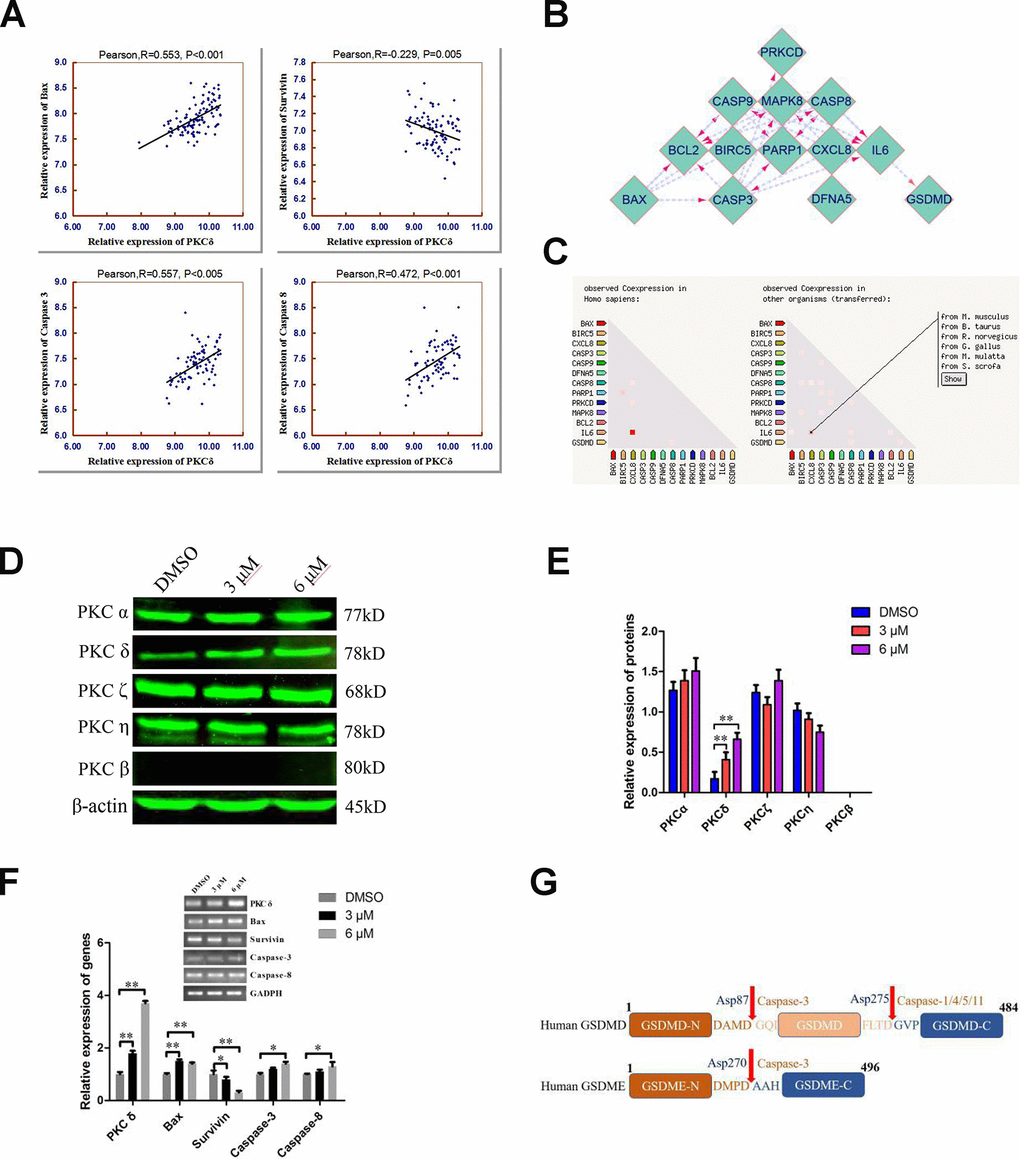 Combined analyses of the Taylor and STRING databases to predict the correlation between the levels of PKCδ and other core genes in pyroptotic events. (A) Plots of significant Pearson’s correlations between PKCδ levels and Bax, Survivin, Caspase-3 and Caspase-8 levels in the PCa dataset are shown. R is Pearson’s correlation coefficient, and the x and y axes denote the respective genes being analyzed. Data were obtained from the Gene Expression Omnibus. (B, C) Bioinformatics analysis of PPI and co-expression data in Homo sapiens from the STRING database, visualized using Cytoscape 3.7.1. (D, E) Western blot showing the expression of different PKC subtypes in PC3 cells treated with C10 for 24 h. (F) The mRNA levels of PKCδ, Bax, Survivin, Caspase-3 and Caspase-8 were measured by qRT-PCR in PC3 cells treated with C10 for 12 h. All data shown are representative of three independent experiments. Data are shown as the mean ± SD. *P P G) Diagrams of the human GSDMD and GSDME proteins. Red arrows indicate the cleavage sites of Caspases.