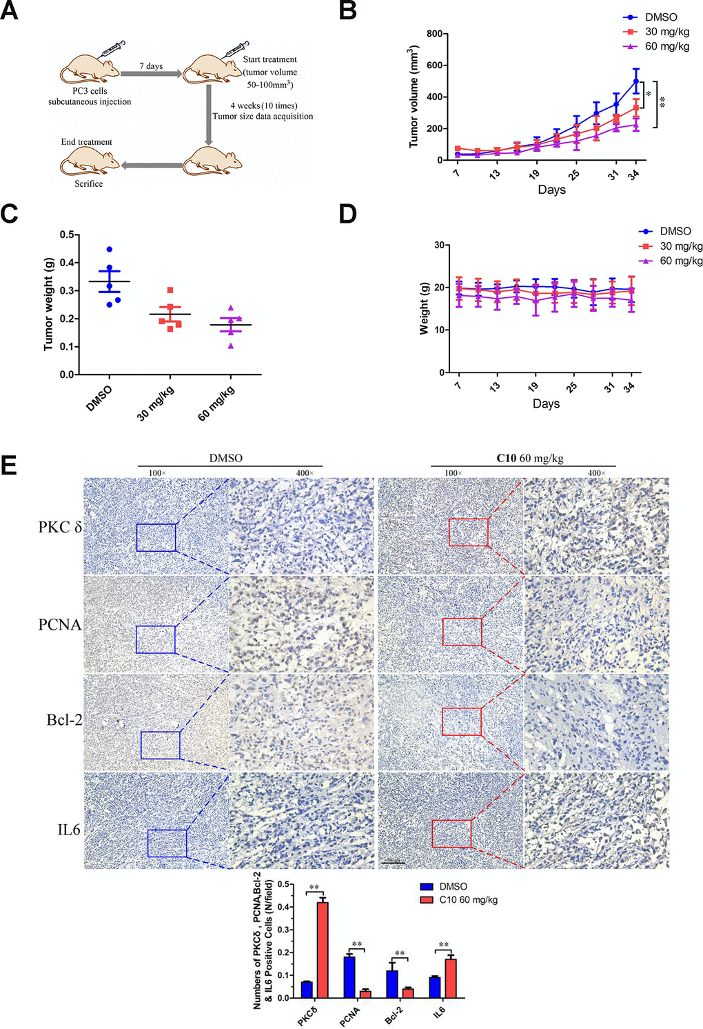 C10 attenuated tumor growth by inhibiting cell proliferation and inducing apoptosis and inflammation in PC3 xenograft mice. (A) PC3 cell tumor xenograft nude mice were intraperitoneally administered C10 (low-dose or high-dose) or the control treatment every two days for a total of 10 times, as indicated in the diagram. (B) The tumor sizes in the three groups were monitored and recorded at three-day intervals as soon as C10 was injected. (C) The subcutaneous tumors were weighed immediately at the end of the study. (D) The mouse weights in the three groups were recorded at three-day intervals as soon as C10 was injected. (E) Tumor spheroids generated from the control and high-dose groups were fixed, sectioned and immunohistochemically stained for PKCδ, PCNA, Bcl-2 and IL-6 expression. The levels of the indicated proteins were quantified in the control and high-dose groups (Scale bar: 50 μm). Data are shown as the mean ± SD. *P P 