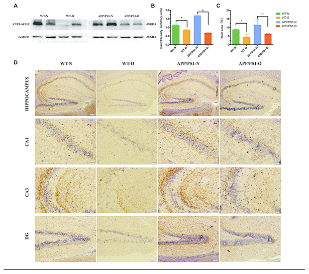 Effects of LEO on acetylcholinesterase content in APP/PS1 mice and WT mice. Hippocampus of each group was extracted by extracting buffer and then estimated by Western blotting. (A) Representative Western blotting of acetylcholinesterase. (B) Densitometric analyses of the immunoreactivity to the antibody shown in A. (C) Quantitative analysis for the relative intensity of AChE in hippocampus. (D) Immunostaining with anti-AChE antibody in each group. Scale bar, hippocampus = 100 μm, CA1, CA3 = 20 μm, DG = 50 μm respectively. Data are expressed as the means ± SD. *P P P 