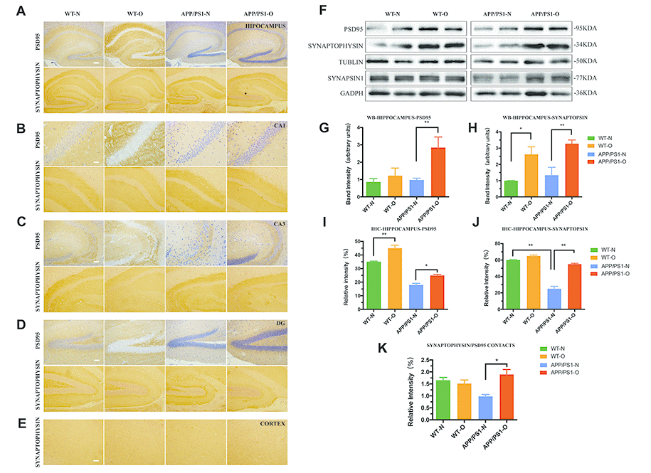 Synaptic density is significantly impaired in APP/PS1 mice and repaired after LEO treatment. IHC analysis for the expression and localization of both presynaptic marker, synaptophysin and postsynaptic marker, PSD95 in hippocampus (A), hippocampal CA1 region (B), hippocampal CA3 region (C) and hippocampal DG region (D), cortex region (E). (F) Western blot confirmation for PSD95, synapsin-1 and synaptophysin expression in hippocampus from APP/PS1 mice and WT mice. (G–H) Quantitative analysis of Western blots analysis for hippocampus. (I, J) Quantitative analysis for the relative intensity of synaptophysin, PSD-95, and SYN/PSD95 contacts which represents synaptic density (K) compared with WT mice. Scale bar, A–D = 100 μm, B = 20 μm, C–E = 50 μm. Values are means ± SEM. *P P P 