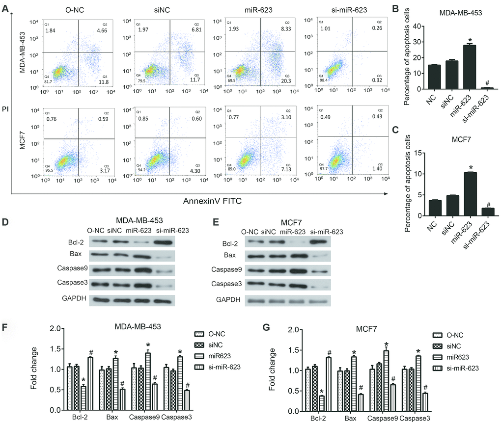 Effects of miR-623 on cell apoptosis. (A–C) The apoptosis of MDA-MB-453 and MCF7 cells was determined using double staining with annexin V/propidium iodide (PI) by flow cytometry. (D–G)The protein levels of apoptosis-related genes in MDA-MB-453 cells and MCF7 cells were detected by western blot assay. GAPDH was the internal control. Relative amounts of proteins normalized to GAPDH were shown. Experiments showing identical results were performed three times. *PP values were determined using Student’s t-tests. *PP