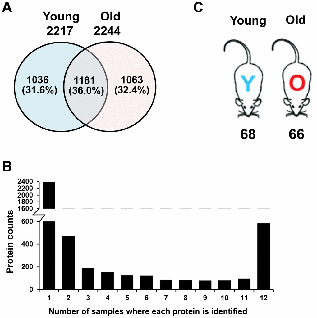 Comparison of plasma proteins between young and old mice. (A) A Venn diagram is shown for the identified proteins, which included 2217 proteins from young mouse plasma, 2244 proteins from old mouse plasma, and a total of 3280 plasma proteins. (B) The graph displays the number of samples in which each identified protein was found. Many of the proteins were identified in only a single sample, while nearly 600 proteins were found in all 12 samples. (C) Number of proteins expressed at different levels in young and old mice. Statistical analyses were performed with the G-test and SAM.