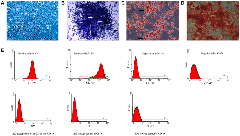 The isolation and identification of BMSCs and directional differentiation of BMSCs to steatoblast and osteoblasts. (A) The isolation and culture of BMSCs; (B) Clone formation ability of BMSCs stained by crystal violet staining; (C) Induction of steatoblast stained by Oil Red O staining; (D) Induction of osteoblasts stained by alizarin red staining; (E) Identification of surface markers of BMSCs by flow cytometry. White arrows indicate clone formation; Black arrows indicate lipid vesicles; Green arrows indicate calcified nodules.