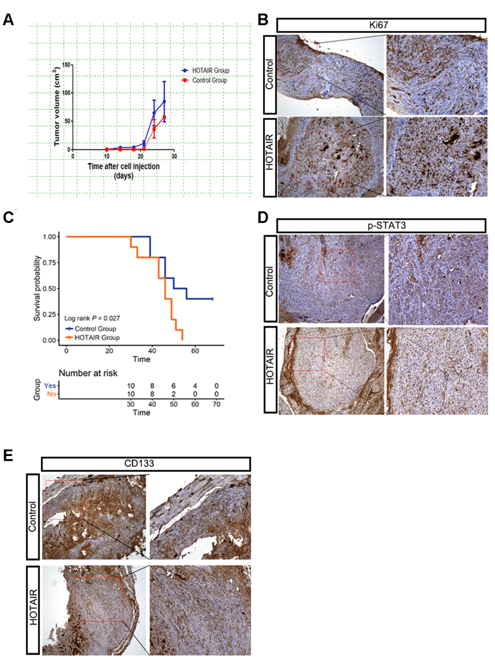 HOTAIR promotes tumor growth of xenografted PCa mouse model. (A) HOTAIR Du145 tumors grew faster than control ones. Tumor volume=1/2*short axis2*long axis. (B) IHC staining of Ki67 indicated that HOTAIR Du145 tumors had higher proliferating rate. (C) HOTAIR Du145 mice had poor survival rate compared to control cohorts. (D) IHC staining of p-STAT3. (E) IHC staining of CD133.