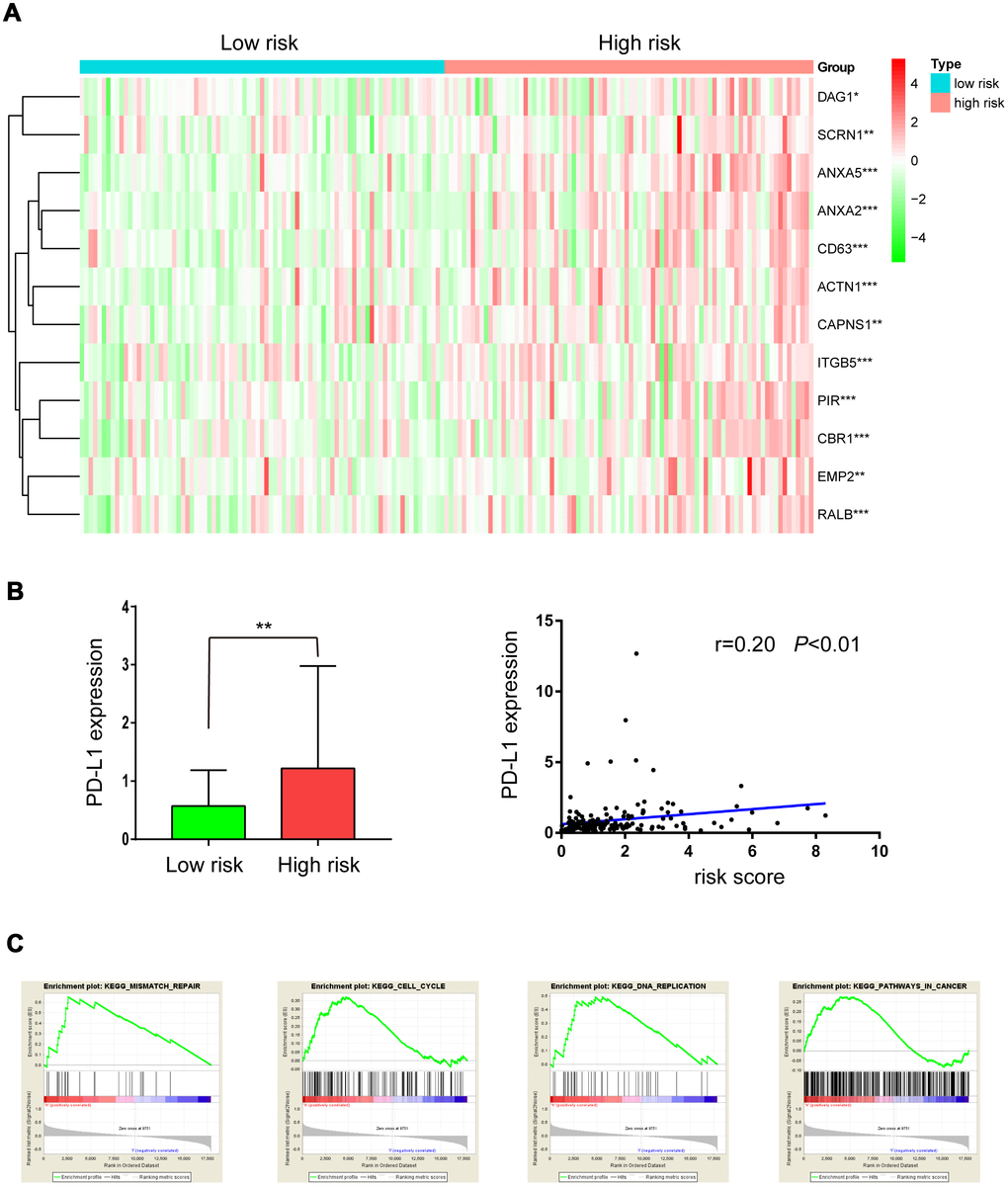 Expression of radioresistant genes and GSEA enrichment analysis in low- and high-risk groups. (A) Heatmap showing the expression of 12 radioresistant genes that were up-regulated in the high-risk group; (B) PD-L1 expression in low- and high-risk groups; (C) GSEA enrichment in low- and high-risk groups.