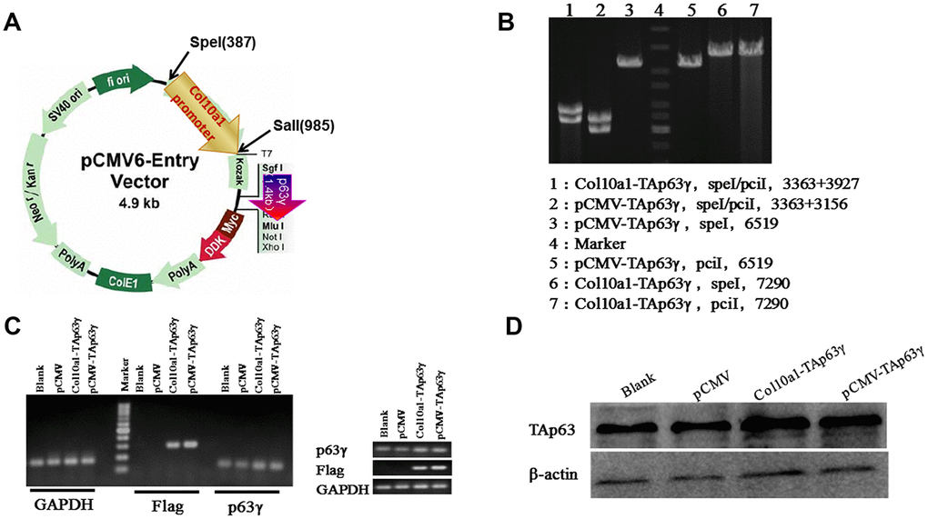 Col10a1-TAp63γ expression plasmid and establishment of stable TAp63γ expressing ATDC5 cell lines. (A) pCMV-TAp63γ and its derivative pCol10a1-TAp63γ expression plasmids are shown. Enzyme restriction sites for cloning are also shown. (B) Enzyme digestion confirmed the integration of TAp63γ in designated stable cell lines. (C) PCR using p63 and Taq sequence-specific primers confirmed the integration of TAp63γ into the stable cell lines: pCMV-TAp63γ and Col10a1-TAp63γ. (D) Western blot results further confirmed expression of TAp63γ in designated stable lines.
