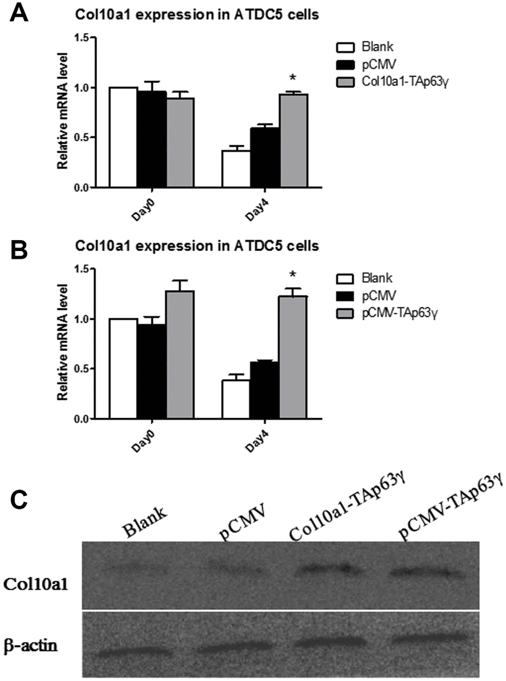 TAp63γ upregulates Col10a1 expression in ATDC5 cells. (A) ATD5C cells were harvested for RNA isolation on day zero or after 4 days in culture. Col10a1 showed significant elevation in Col10a1-TAp63γ stable cell lines compared with the controls after 4 days in culture. (B) ATD5C cells were harvested for RNA isolation on day zero or after 4 days in culture. Col10a1 showed significant elevation in pCMV-TAp63γ stable cell lines compared with the controls after 4 days in culture. (C) The protein levels of Col10a1 in TAp63γ stable cell lines also showed upregulation of Col10a1 compared to blank and pCMV controls by western blot analysis.