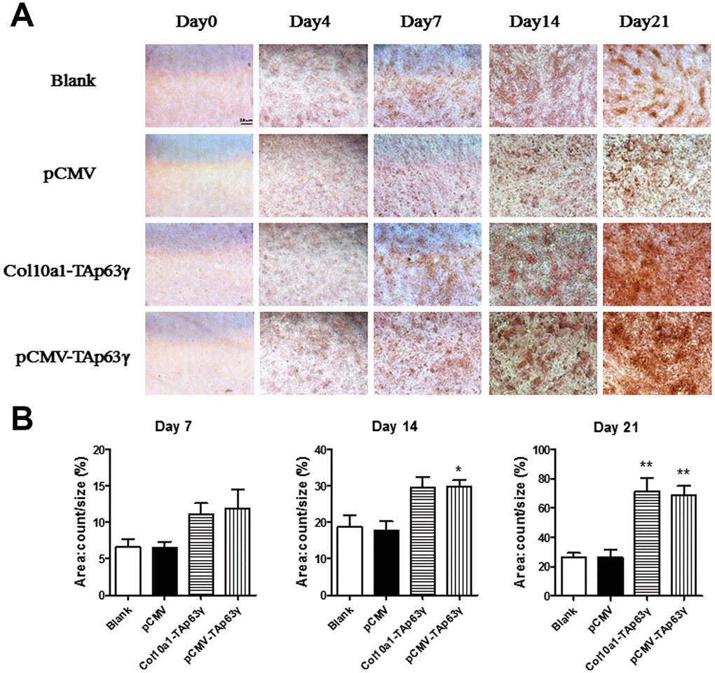 In vitro effect of TAp63γ on matrix mineralization. (A) ATD5C cells were cultured for 0, 4, 7, 14, or 21 days and stained with Alizarin red. After 4 and 7 days in culture, enhanced Alizarin red staining was observed in both Col10a1-TAp63γ and pCMV-TAp63γ stable cell lines compared with the blank and vector controls. Scale bar, 25 μm. (B) Sum object area of the staining by densitometry analysis (n=3, * p