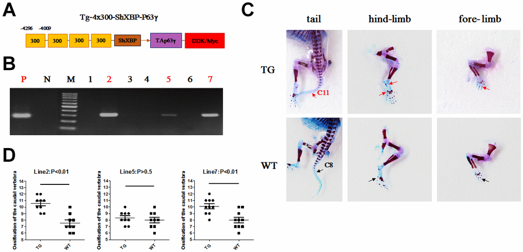 Accelerated ossification in Col10a1-TAp63γ transgenic mice. (A) Col10a1 distal promoter and a shorter Col10a1 basal promoter (ShXBP) (from −220 to +45 bp) were used to generate a p63-expressing transgenic construct. (B) PCR genotyping was performed for the Col10a1-TAp63γ transgenic mice using DNA prepared from skin. (C) For mice at postnatal day 1 (P1), ossification signals of the fore- and hind-limb digits were evaluated. Tail ossification signals were observed up to the 11th caudal vertebra in transgenic mice and up to the 8th caudal vertebra in WT mice. (D) The statistical analyses of the ossified caudal vertebrae from four Col10a1-TAp63γ transgenic mouse lines at P1 are presented. Line 2: n = 9; Line 5: n = 9; Line 7: n = 10.
