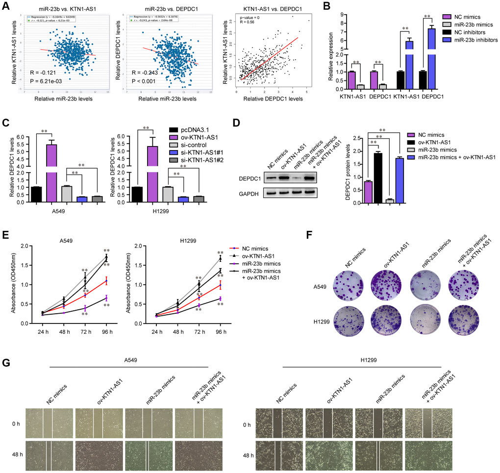 KTN1-AS1 modulated DEPDC1 expression via miR-23b in NSCLC. (A) starBase program analyzed the expressing correlation between miR-23b and KTN1-AS1, and DEPDC1. The expressing correlation between KTN1-AS1 and DEPDC1 was also analyzed by GEPIA. (B) qPCR evaluated the relative expression of KTN1-AS1 and DEPDC1 in A549 cells after transfection with miR-23b mimics and inhibitors. (C) qPCR examined the relative expression of DEPDC1 in NSCLC cells after their KTN1-AS1 was overexpressed or silenced. (D) Western blot determined the protein levels of DEPDC1 in A549 cells after various treatment. (E) CCK-8 assays determined the cellular growth. (F) Cell colony formation assays. (G) Wound-healing assays. * P 